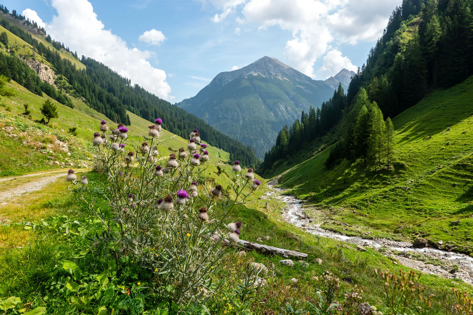 Sommerliche Berglandschaft mit Almwiesen und Bach